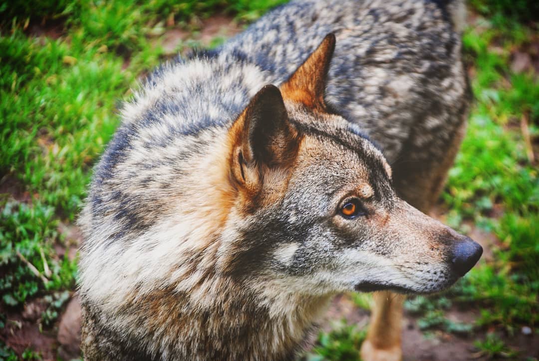 Aullador en 2019. Casa del Lobo, Belmonte, Asturias.