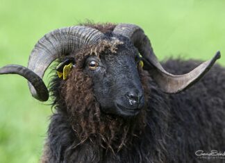 Carnero de oveja Xalda. Foto: ACOXA | Asociación de Criadores de Oveja Xalda