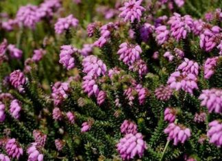 Erica mackaiana planta