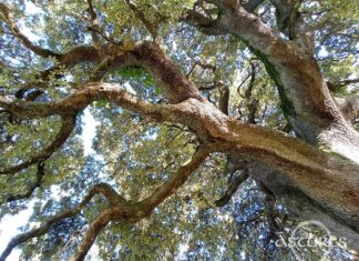 roble