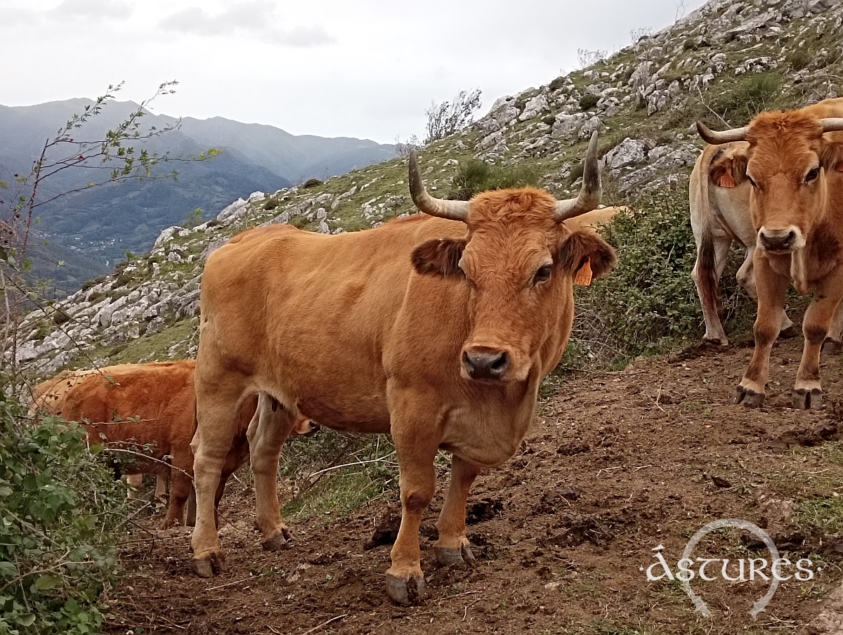 Mirando a los ojos a la vida en Asturias de hace 2000 años