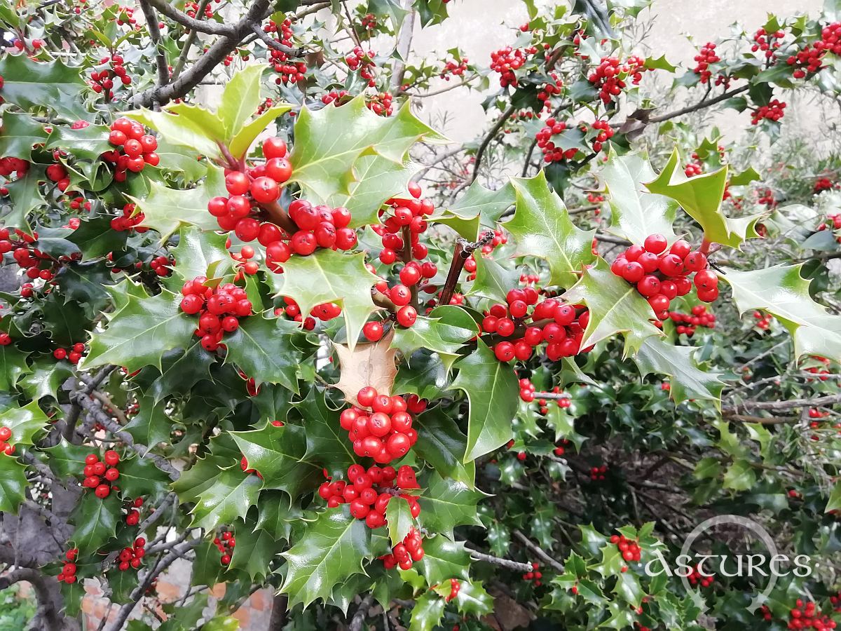 Acebo con sus frutos rojos. Oviedo