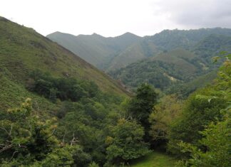 Bosque en Piloña