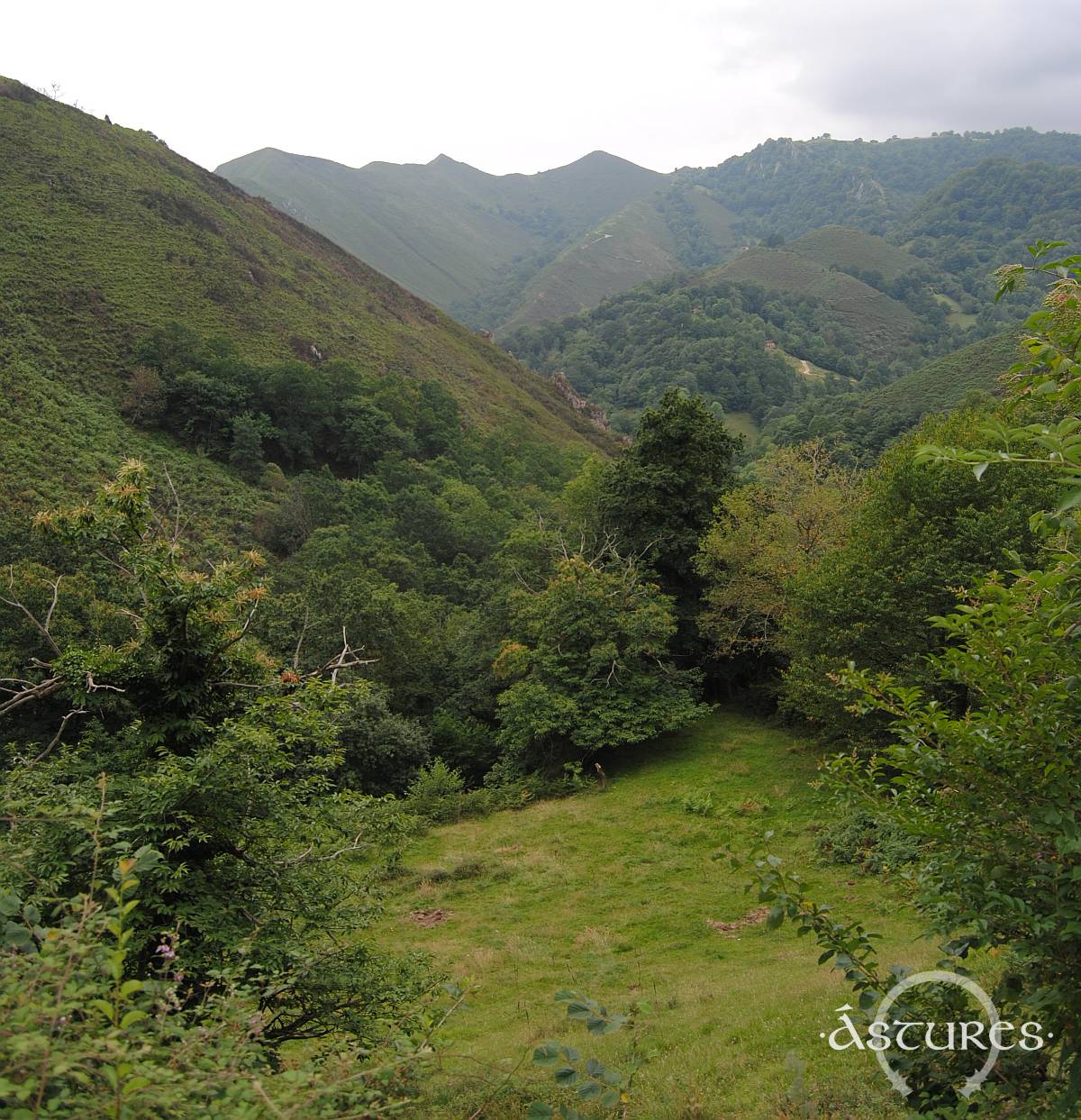 Bosque en Piloña