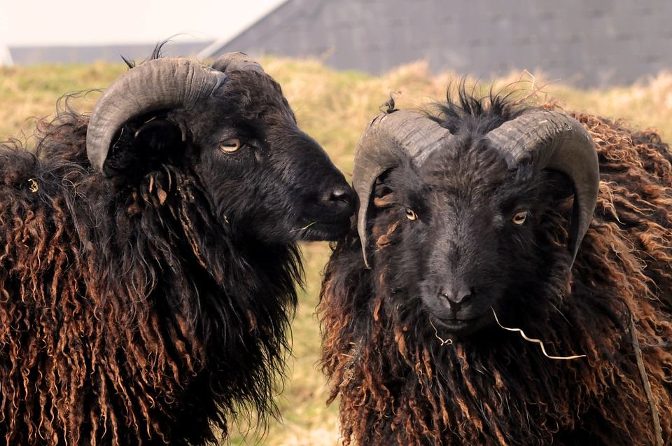 La oveya Xalda, una raza reconocida entre el tronco de las ovejas celtas