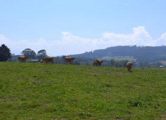 vacas