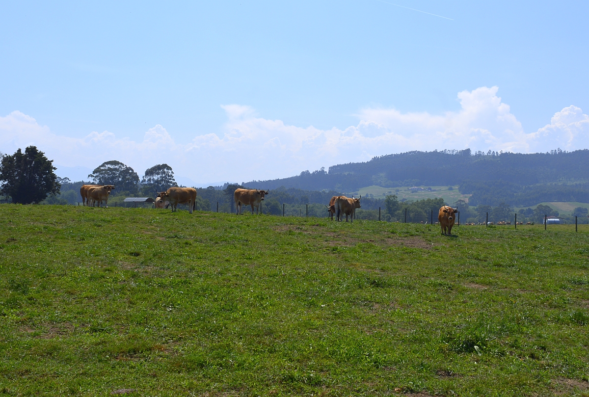 vacas