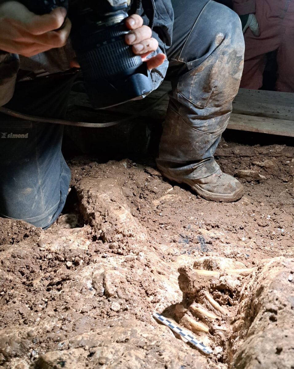 Metatarsos (huesos del pie) y tibia de uno de los esqueletos documentados en la sima de la Cerrosa. Campaña 2023. Foto Susana de Luis