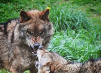 Belmón y Tino de La casa del Lobo en Belmonte. Foto Astures Os recomendamos visitar este lugar extraordinario para conocer mejor a estas increíbles criaturas.