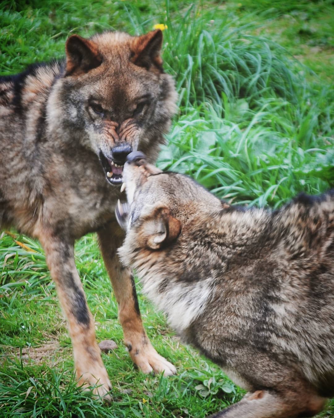 Belmón y Tino de La casa del Lobo en Belmonte. Foto Astures Os recomendamos visitar este lugar extraordinario para conocer mejor a estas increíbles criaturas.