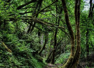 Ruta de los molinos del Ríu Profundu. Villaviciosa.