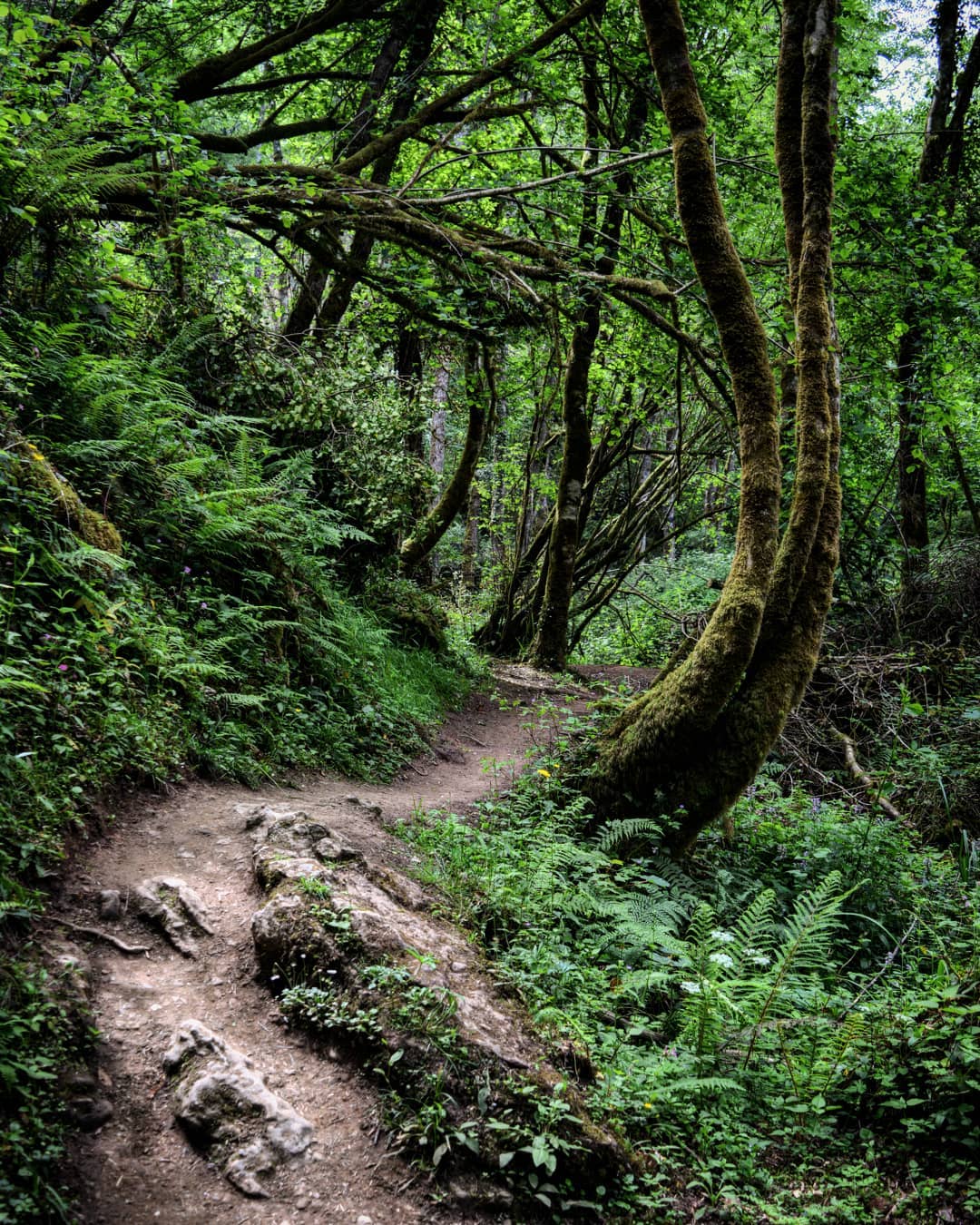 Ruta de los molinos del Ríu Profundu. Villaviciosa.