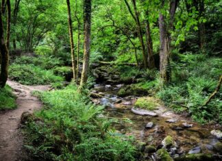 Un paseo al lado de uno de los ríos más bonitos de Asturias.