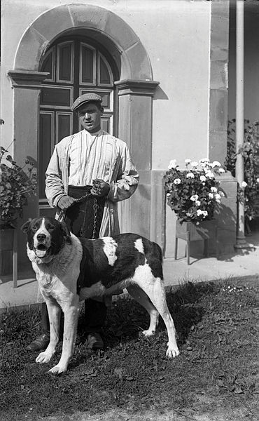 Foto grafía de Modesto Montoto en la que aparece un pastor del osu en Piñoña, 1920. Foto Museo del Pueblu d'Asturies