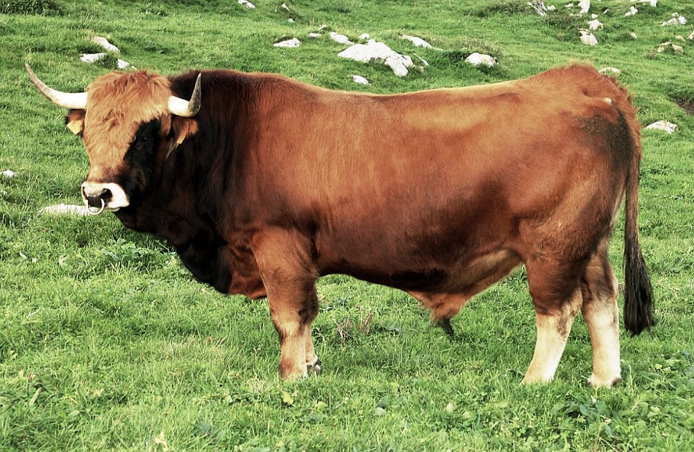 Ejemplar de toro de raza casina o asturiana de la montaña. ASEAMO