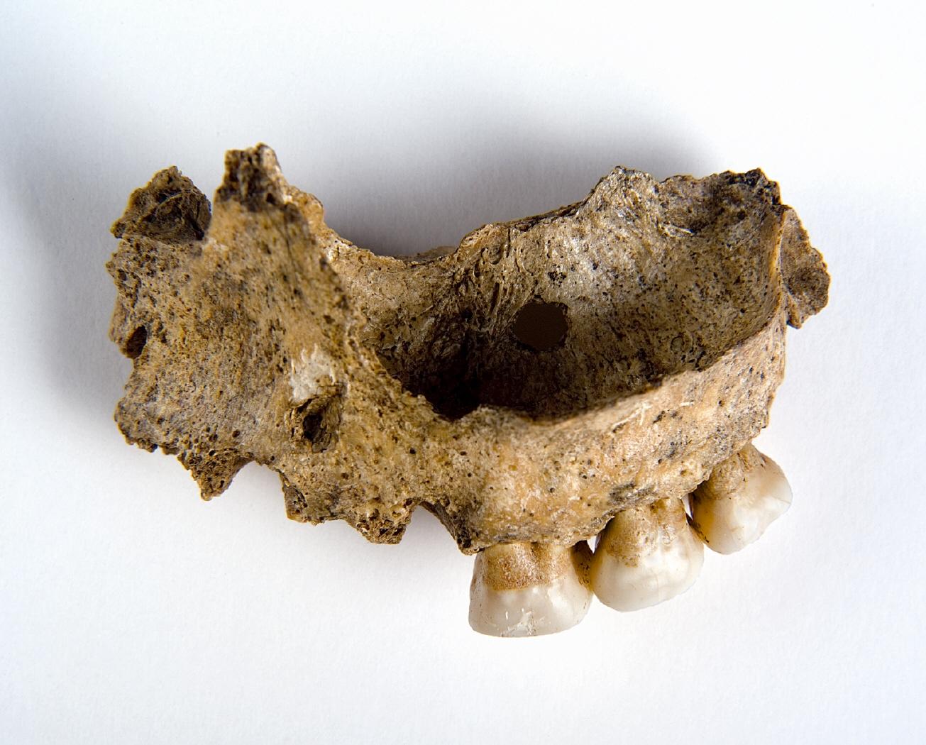 Fragmento de maxilar superior. Campa torres. Siglo VI a.C. Foto Ceres.mcu.es