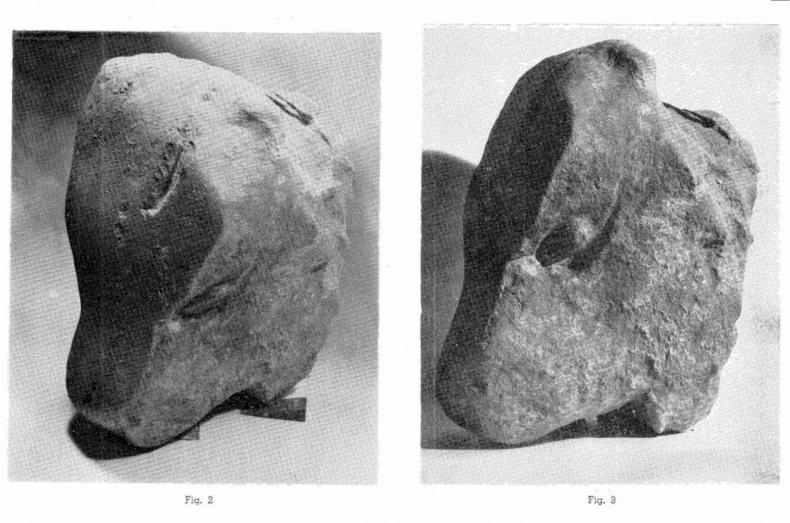 Cabeza de bóvido tallada en piedra descubierta en las obras de la plaza de Santo Domingo en Oviedo en 1972. Foto. M. Escortell.