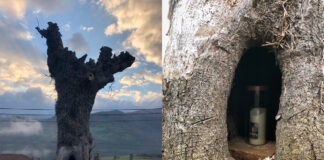 Un cirio en el interior de un árbol situado al lado de una iglesia en el concejo de Pola de Lena, Asturias.