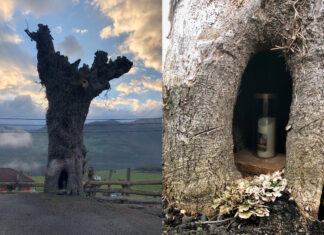 Un cirio en el interior de un árbol situado al lado de una iglesia en el concejo de Pola de Lena, Asturias.