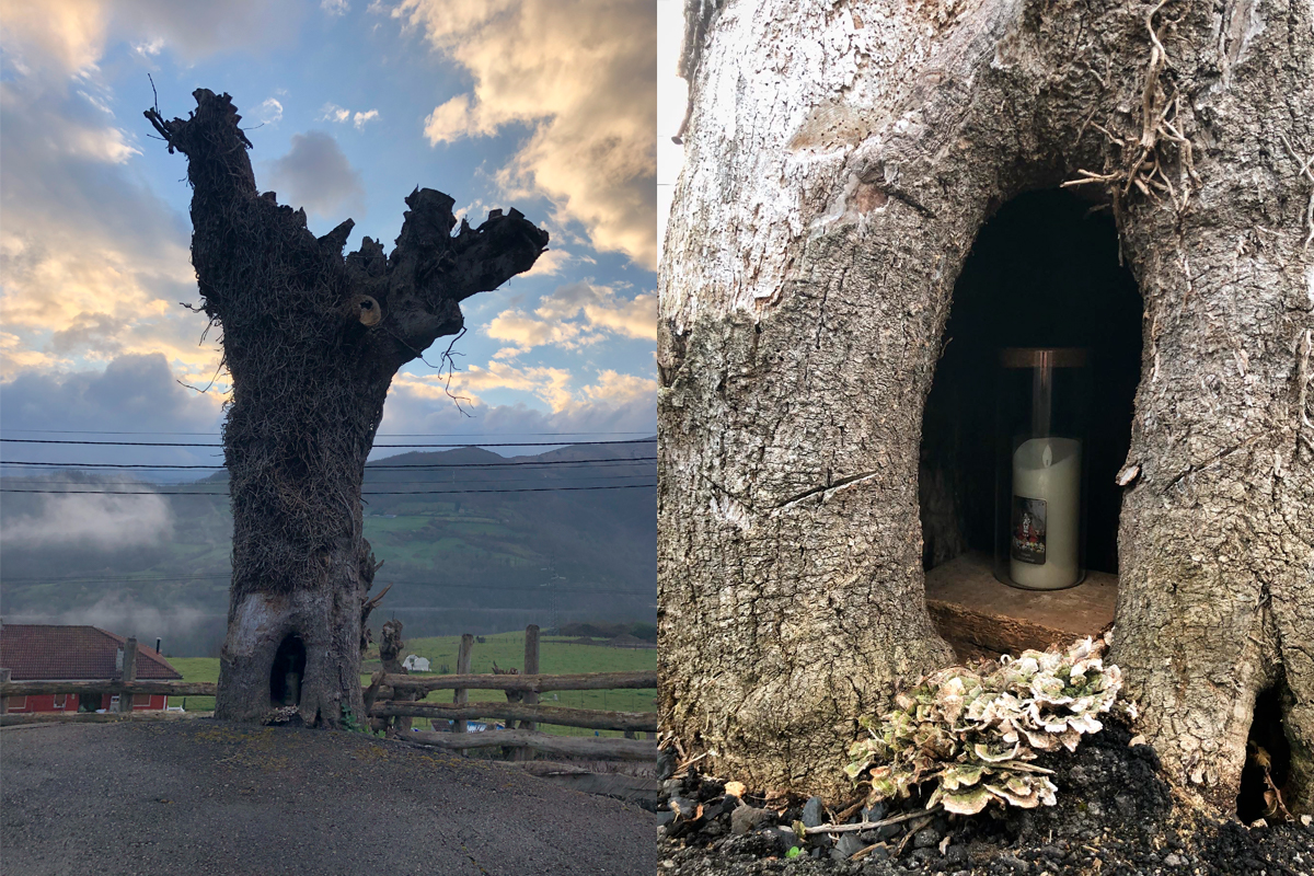 Un cirio en el interior de un árbol situado al lado de una iglesia en el concejo de Pola de Lena, Asturias.
