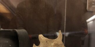 Mandíbula de uno de los individuos de la Peña Sobia en Teverga. Siglo II d.C.