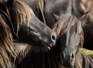 Asturcones. ACPRA