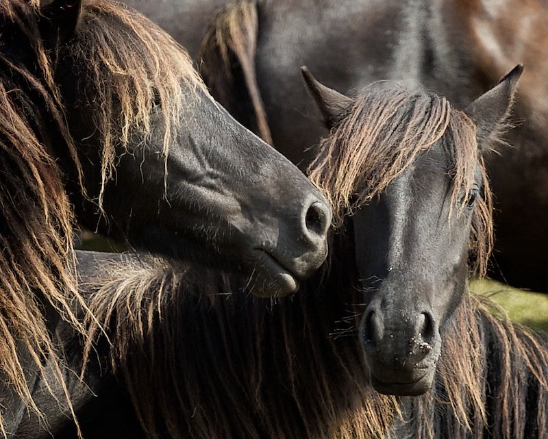 Asturcones. ACPRA