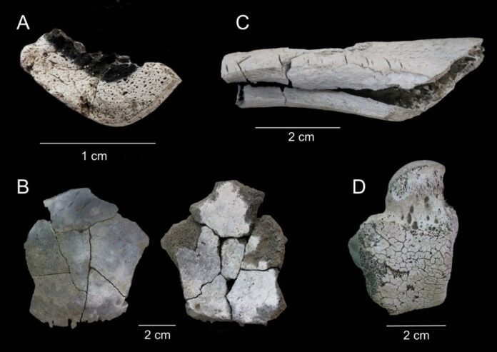Evidencias de incineración en los huesos de la necrópolis de los Milanes, Almería. Foto: equipo de investigación Evidencias de incineración en los huesos de la necrópolis de los Milanes, Almería. Foto: equipo de investigación