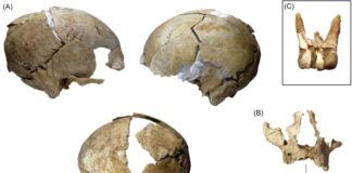 Cráneo cántabro reconstruido en La Loma. Foto Silvia Carnicero