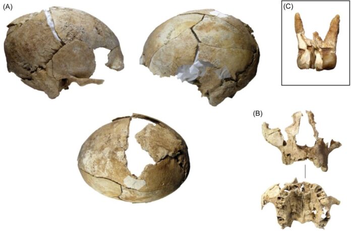 Cráneo cántabro reconstruido en La Loma. Foto Silvia Carnicero Cráneo cántabro reconstruido en La Loma. Foto Silvia Carnicero
