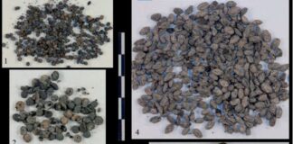 Especies documentadas en Moriyón. Escanda, cebada, mijo, lino.... (Foto J. Camino Mayor)