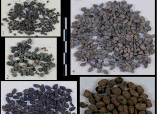 Explotación agraria en el entorno de los castros de la ría de Villaviciosa en la Edad del Hierro Especies documentadas en Moriyón. Escanda, cebada, mijo, lino.... (Foto J. Camino Mayor)