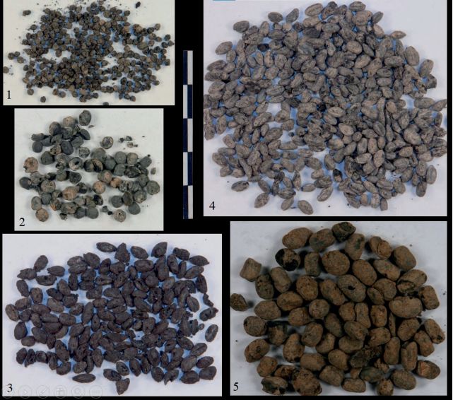 Especies documentadas en Moriyón. Escanda, cebada, mijo, lino.... (Foto J. Camino Mayor)