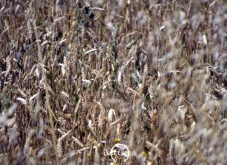 Una síntesis razonada sobre la alimentación de los astures Campo de cereales en Zamora