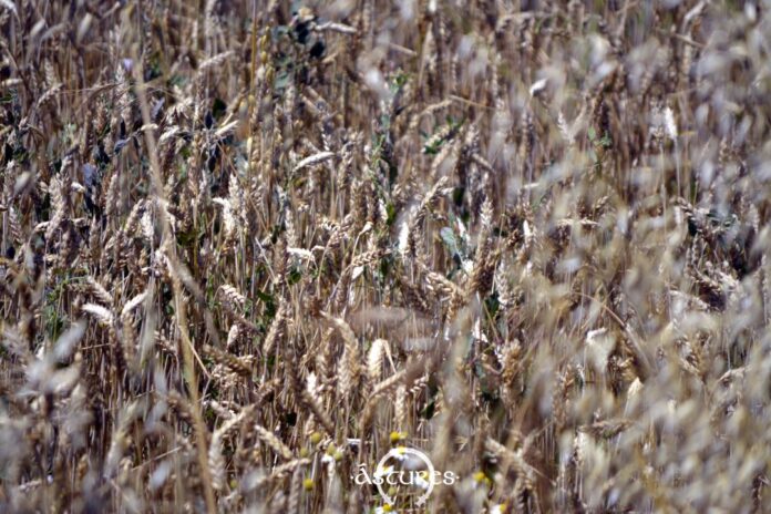 Campo de cereales en Zamora