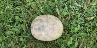 Canto pintado de tipo aziliense procedente de El Trabe. Asturias.