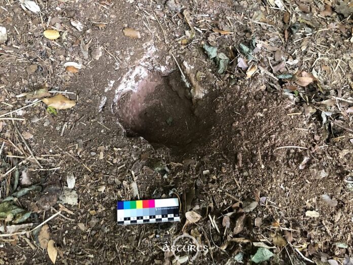 Huellas del paso de un detectorista en un yacimiento arqueológico en Asturias. 2025 Huellas del paso de un detectorista en un yacimiento arqueológico en Asturias. 2025