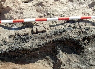 Fragmento carbonizado de un telar en Cabezo Redondo. Foto, Basso Rial, Jover Maestre y López Padilla (2021)