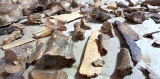 Secando huesos en el laboratorio. 2022