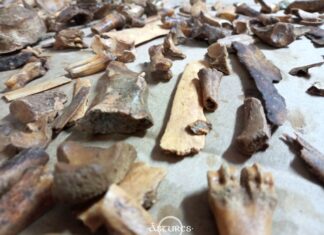 Secando huesos en el laboratorio. 2022