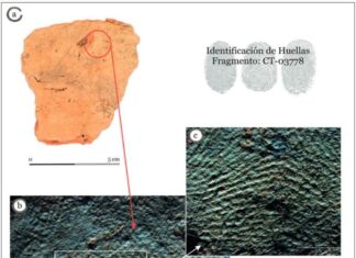 Leyendo el barro en la arquitectura castreña de los astures. Nuevas investigaciones en la Campa Torres Detalle de huellas dactilares en el barro de luna construcción de la Edad del Hierro en la Campa Torres. Fotografías: Elena Lastra Alonso