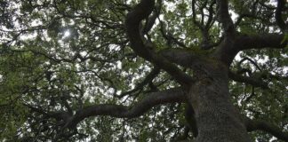 ¿Tenía razón Estrabón? Las bellotas y la alimentación de los pueblos del norte peninsular Encina de Pancar, Llanes