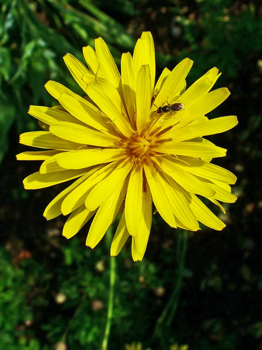 Scorzonera_hispanica_003