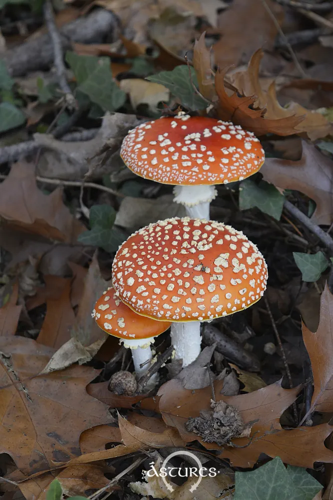 Amanita muscaria en un parque de Siero.