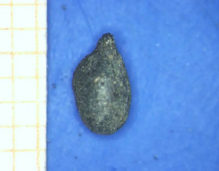 Semilla de uva datada en el siglo IV d.C. en el yacimiento de O Castelo, en Valdeorras. Foto Sputnik Labrego