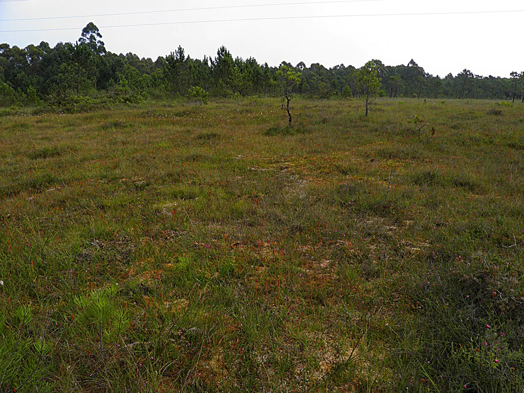 Turbera de las Dueñas. Asturgeographic