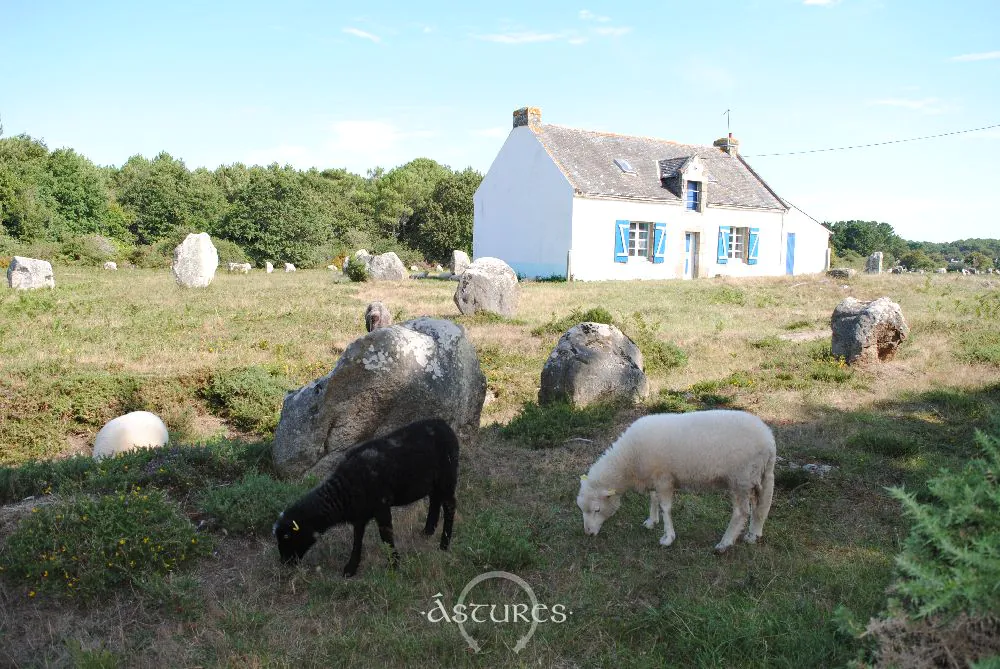 Ovejas en los alineamientos de Carnac. Bretaña