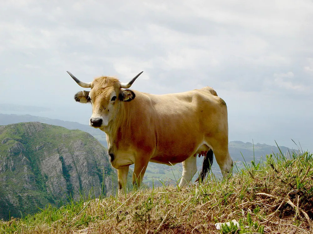 Hembra de asturiana de la montaña. ASEAMO