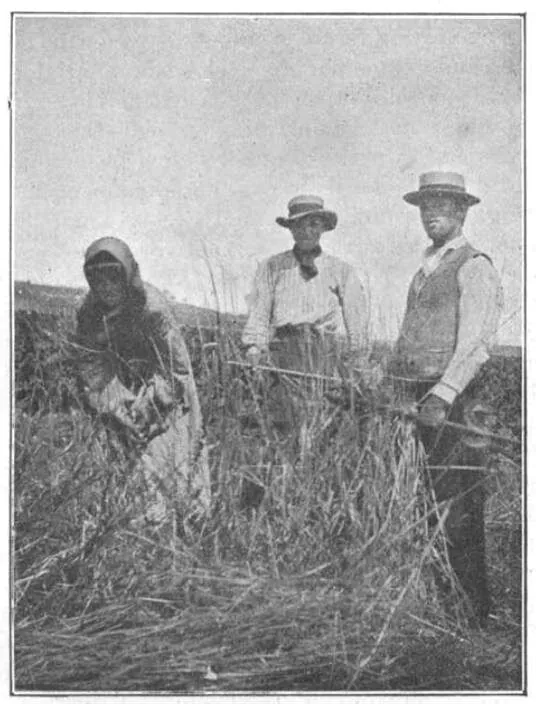 Recogiendo la escanda con mesories. Alvargonzález, 1908.