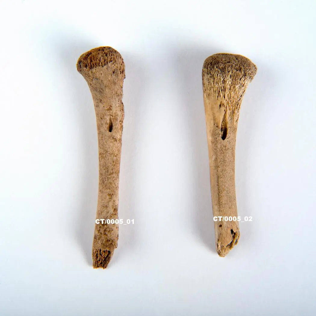Fragmento de tibia derecha de perinatal en la Campa Torres. Foto Mara Herrero.Ceres.mcu.es